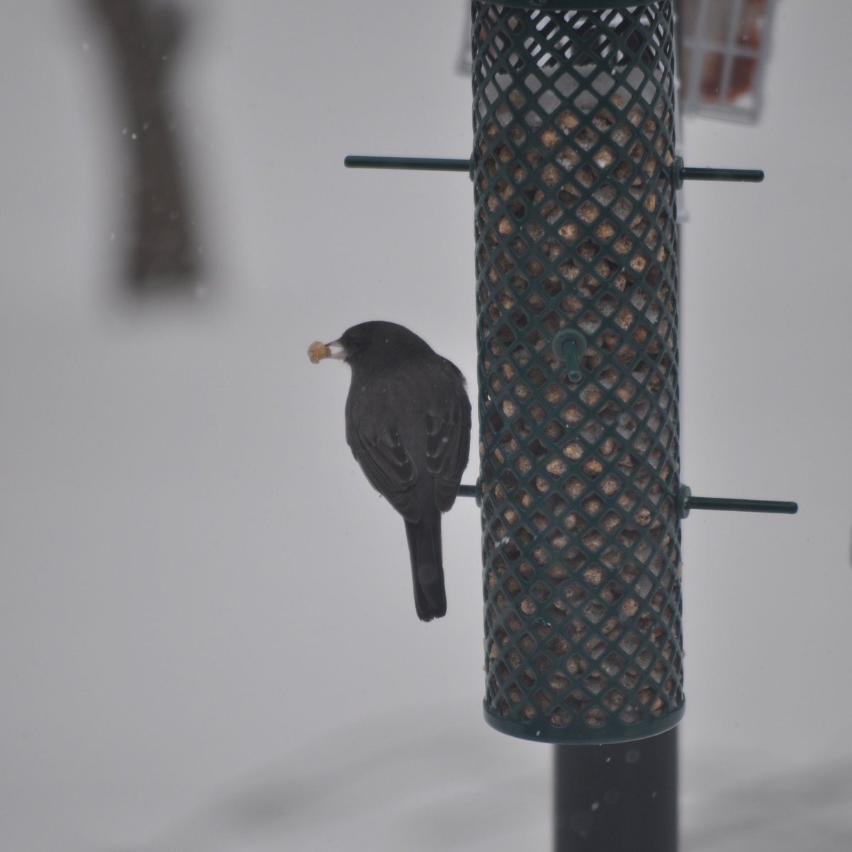 CandS Peanut Suet Nuggets Wild Bird Food