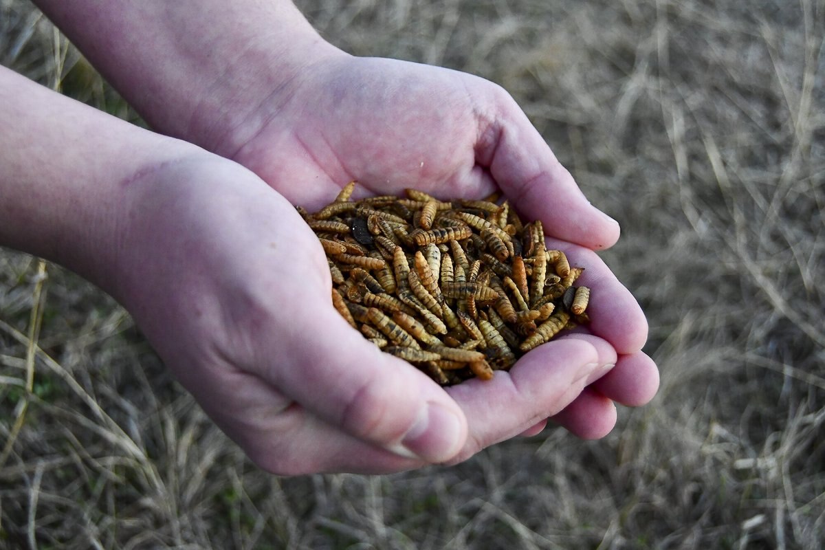 Little Farmer Products Bug-A-Licious Chicken Treats