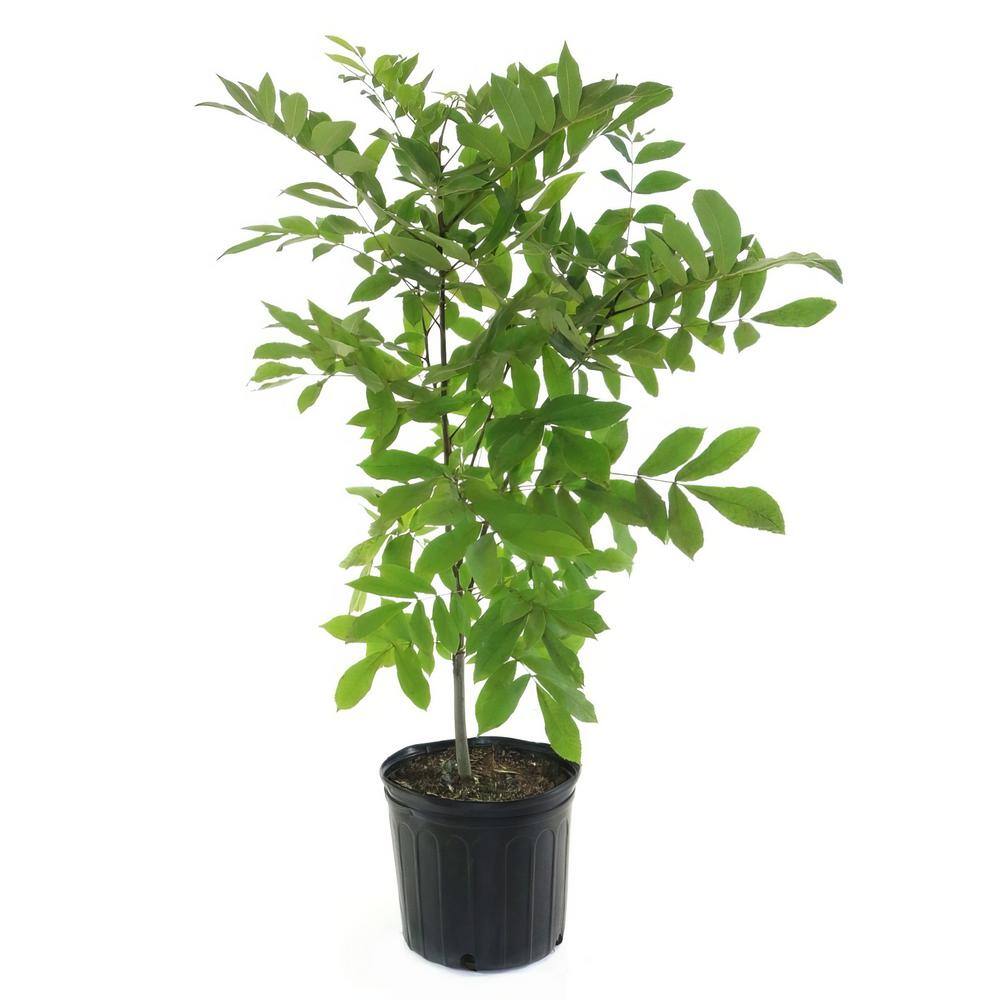 national PLANT NETWORK 2.25 Gal. Deciduous Native Pecan Tree HD7107
