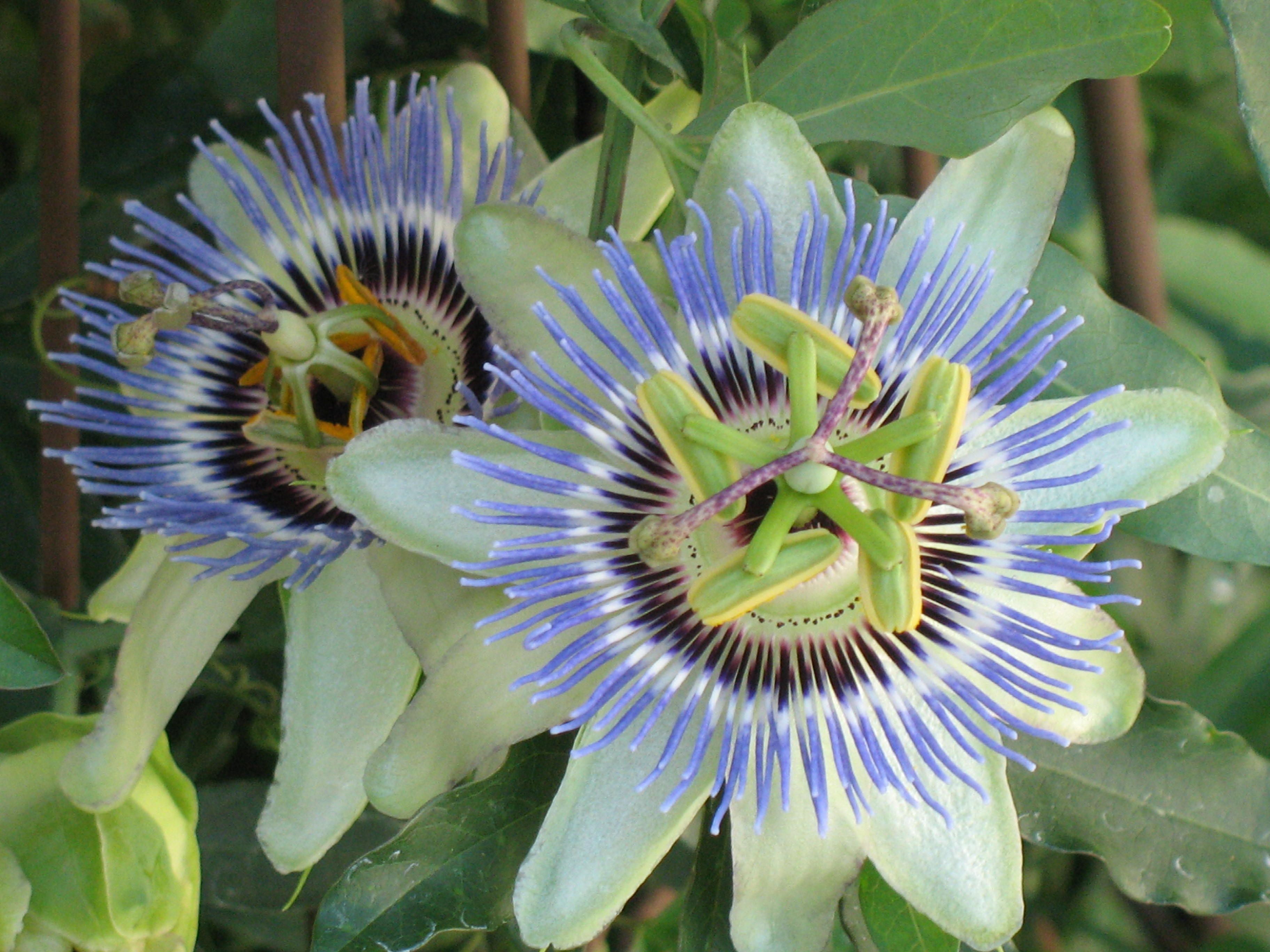 Passion Fruit Plant - Live Plants in a 6 inch Growers Pot - Edible Fruit Bearing Vine for The Patio and Garden