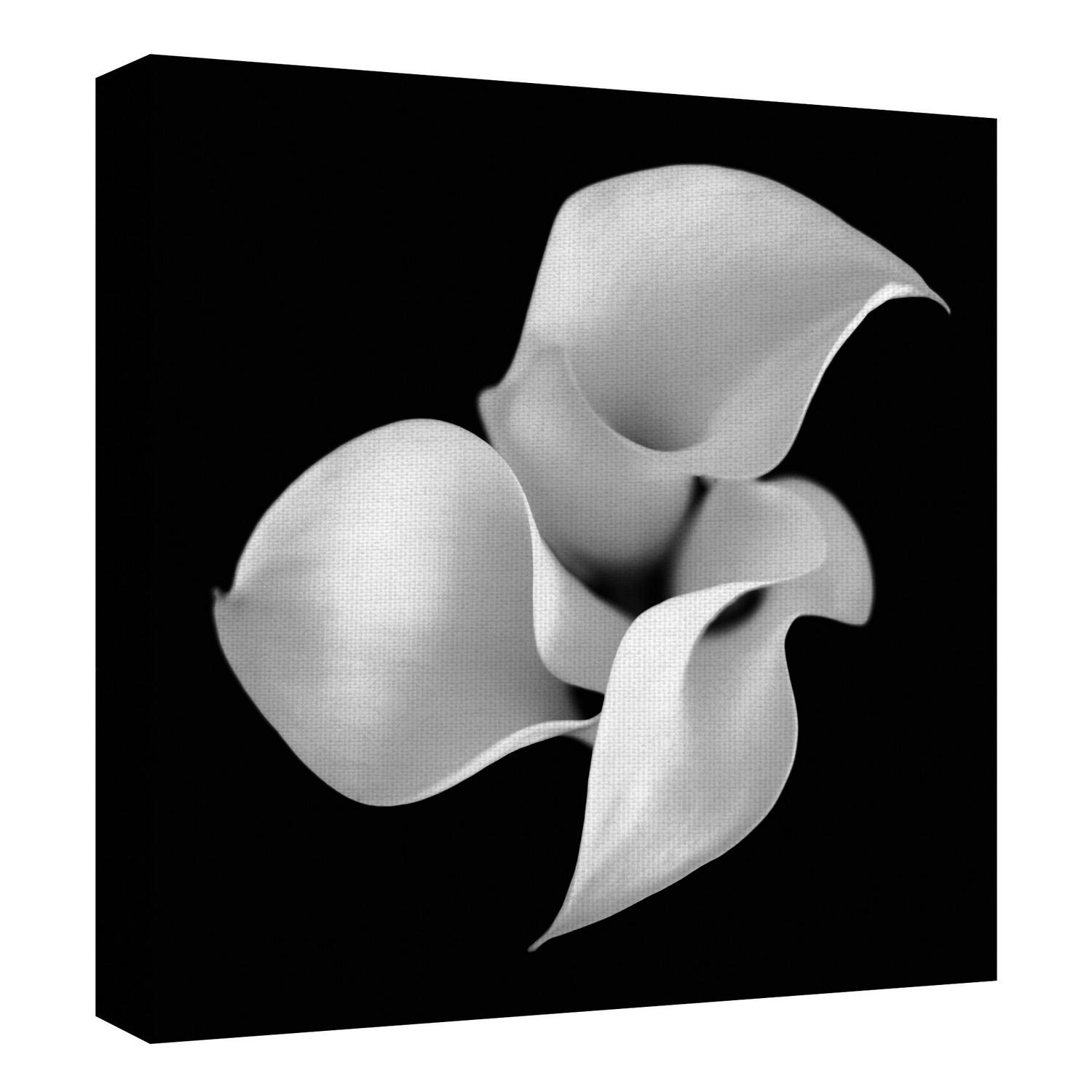 Floral 26 Calla Lily By Michael Faragher Canvas Art Print 30  x 30  Crowdfused