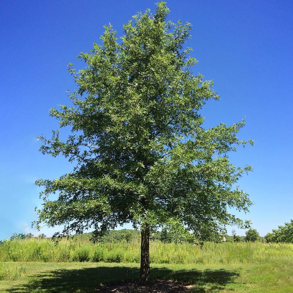 Nuttall Oak Deciduous Shade Tree OAKNUT05G
