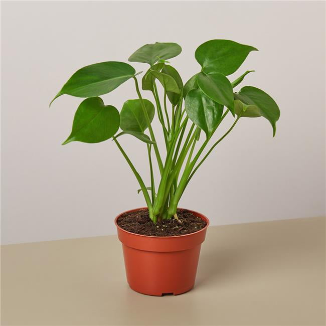 House Plant 4-MONSTERA-DELICIOSA Philodendron Monstera Split-Leaf Plant in 4 in. Pot