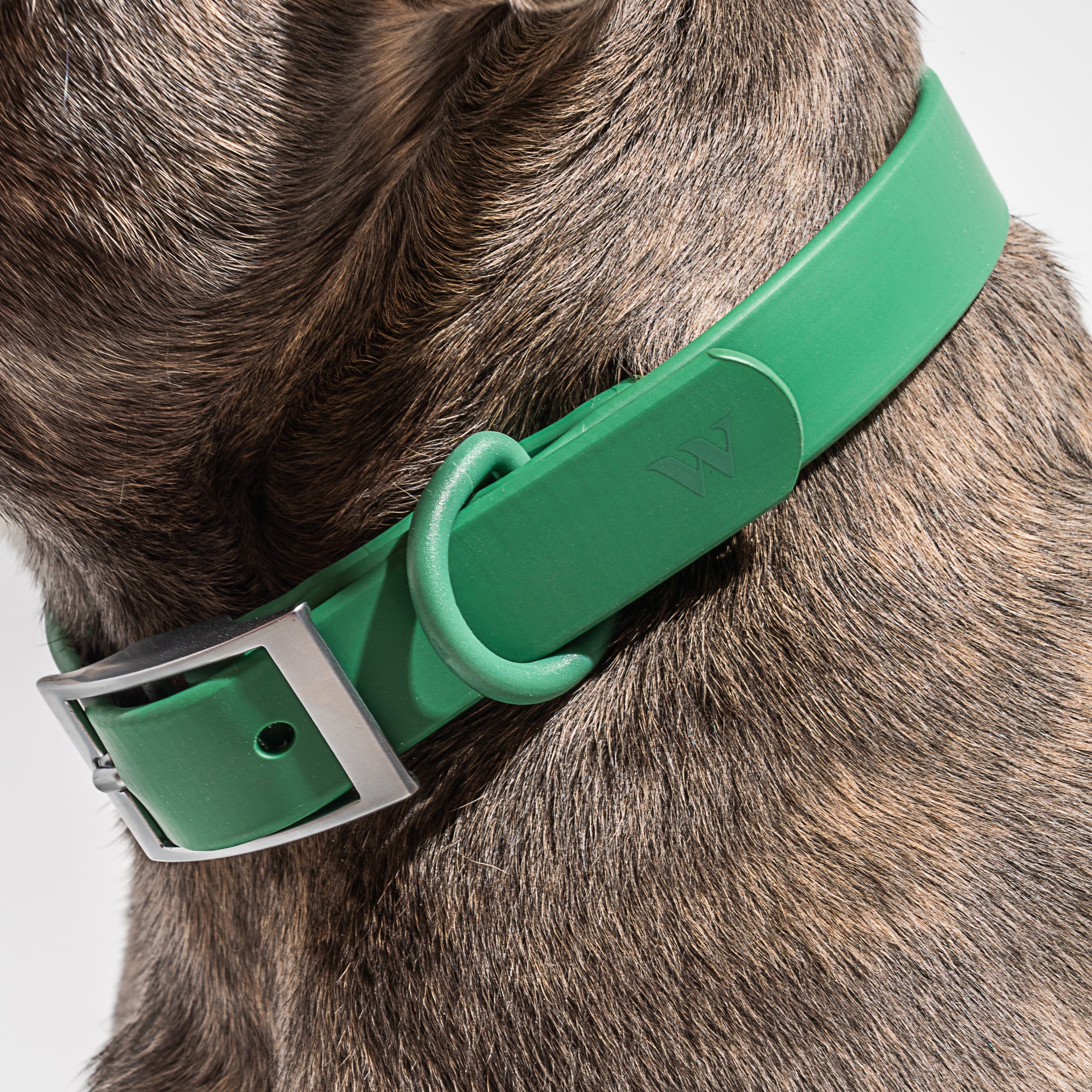 Wild One Spruce Dog Collar， Small