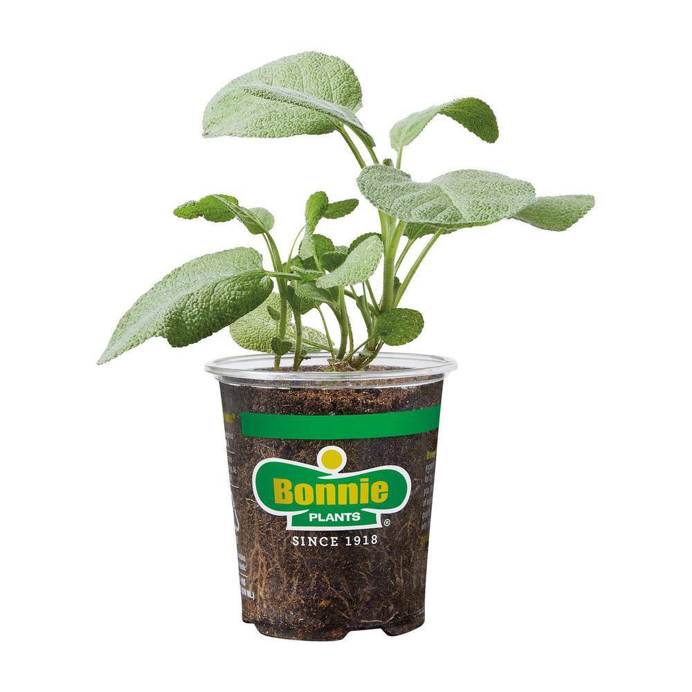 Bonnie Plants 19 oz. Garden Sage Herb Plant 5100