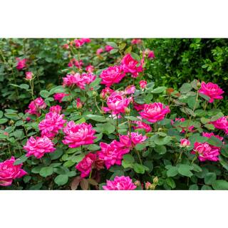 KNOCK OUT Dormant Bareroot Pink Double Knock Out Rose Bush with Pink Flowers 88458