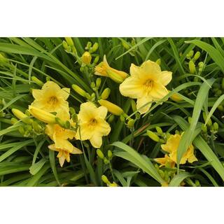 Online Orchards 1 Gal. Stella D'oro Daylily Large Reblooming Bright Yellow Blossoms Thrive in Almost any Environment SBDL001