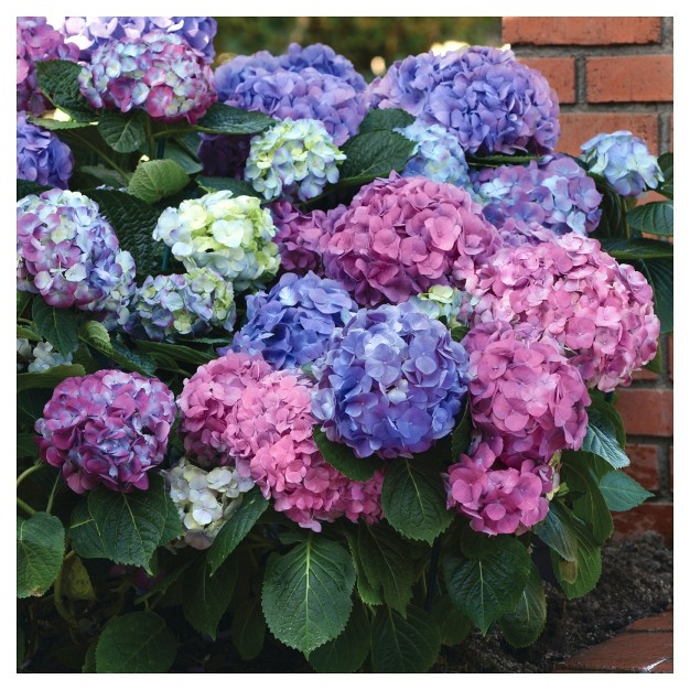 Hydrangea x27 la Dreamin x27 3pc National Plant Network U s d a Hardiness Zones 5 10