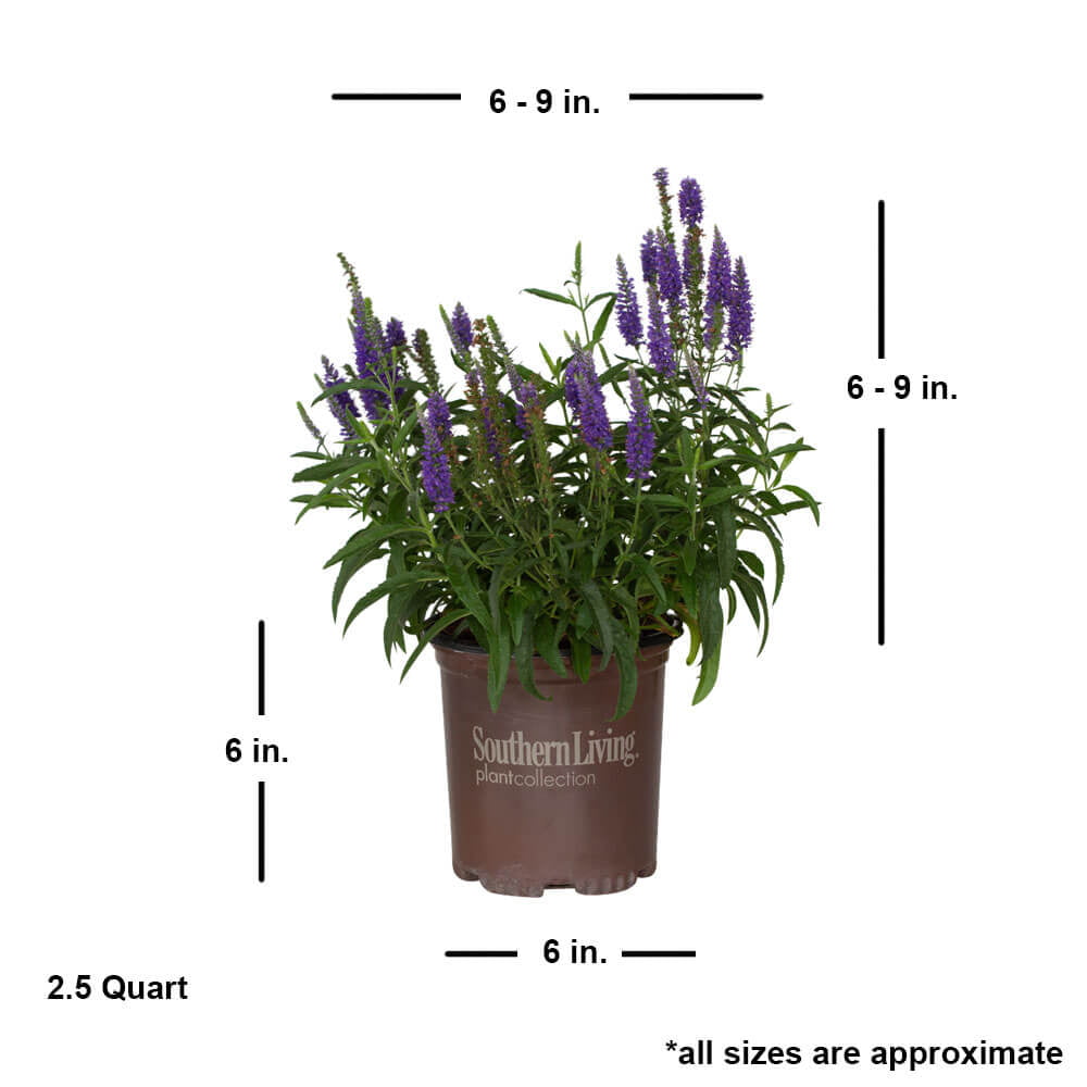 Dark Blue Moody Blues Veronica (2.5 Quart) Flowering Deciduous Perennial with Violet-Blue Flower Spikes - Full Sun Live Outdoor Plant - Southern Living Plant Collection