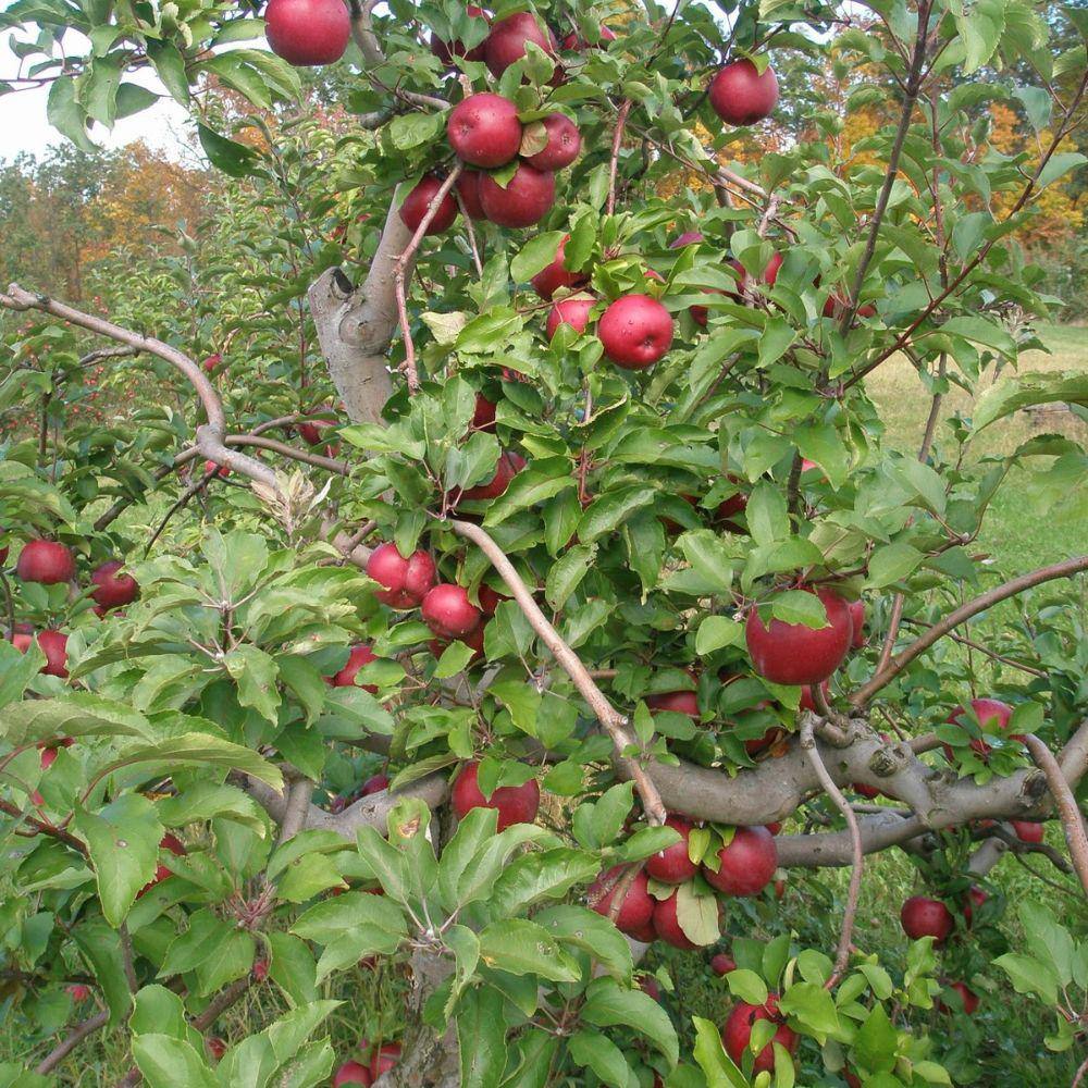 5 gal. Red Rome Beauty Apple Tree APPROM05G