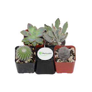 Shop Succulents 2 in. Cactus and Succulent (Collection of 4) CS4