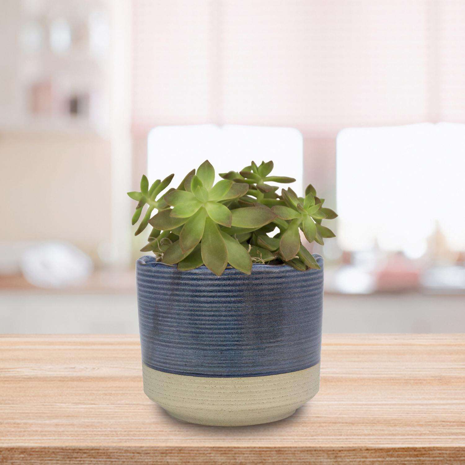 Trendspot Shore 5.1 in. H X 6 in. W X 6 in. D X 6 in. D Ceramic Planter Blue