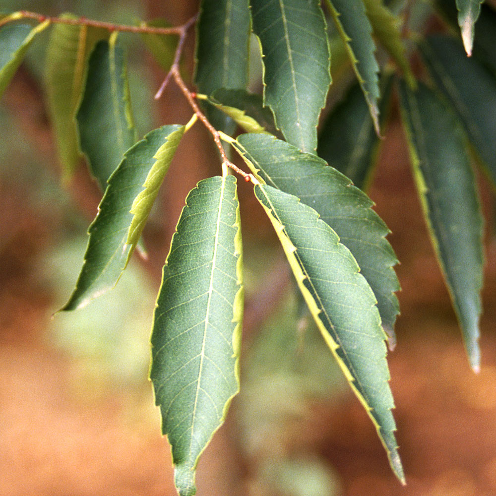 Green Vase'® Zelkova Tree