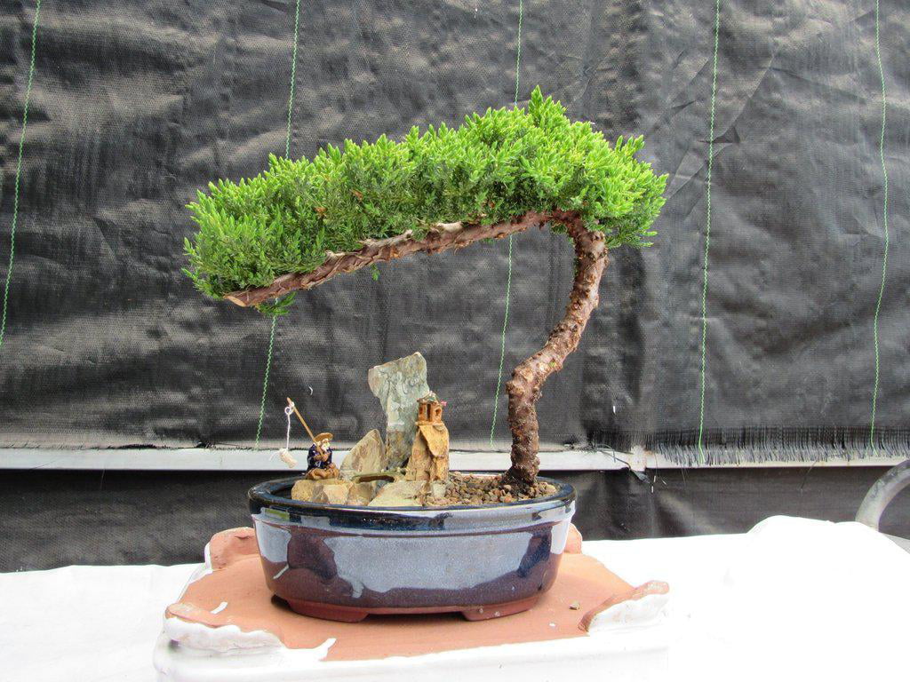 Classic Juniper Bonsai Tree