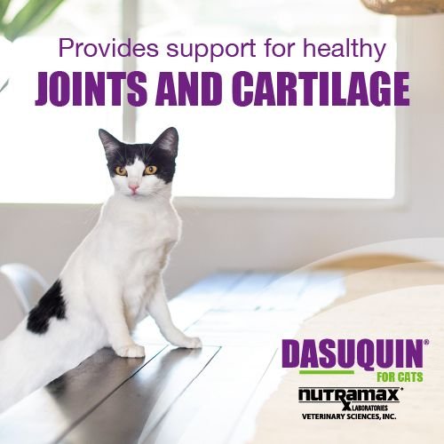 Nutramax Dasuquin Hip and Joint Soft Chews Joint Health Supplement for Cats， 84 count