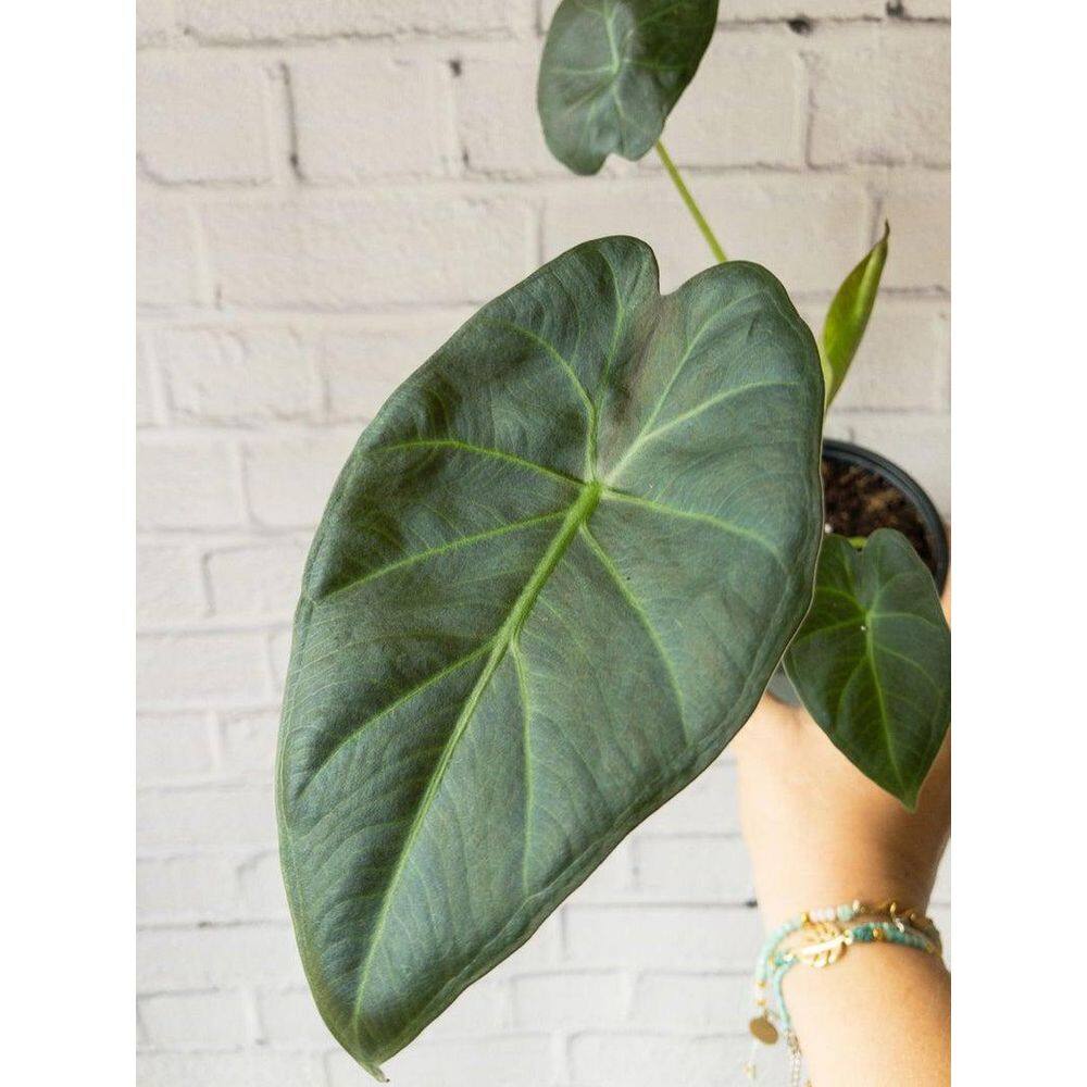 Wekiva Foliage Regal Shield Elephant Ear Alocasia - Live Plant in a 10 in. Pot - Alocasia 'Regal Shield' - Florist Quality E0-FJ2S-4925