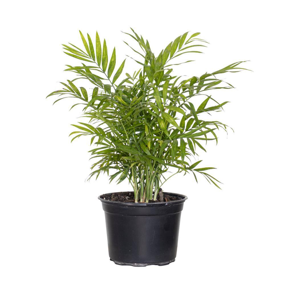 United Nursery Neanthebella Palm Live Indoor Chamaedorea Elegans Plant in 6 in. Grower Pot 25953