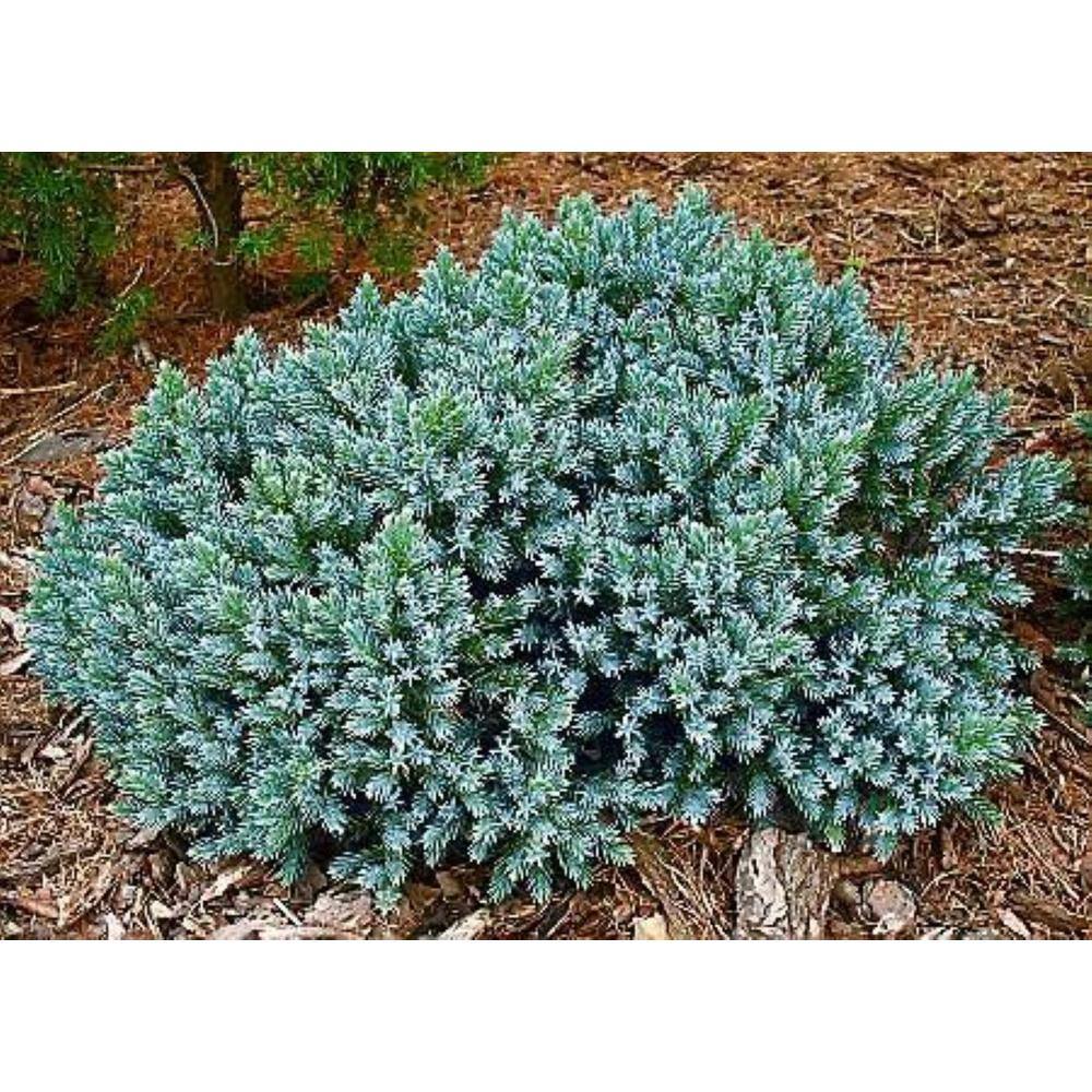 Online Orchards 1 Gal. Blue Star Juniper Shrub Turquoise and Silver Low Maintenance Dwarf Conifer Drought Tolerant CFJP003