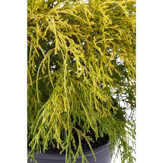 2.25 Gal. Gold Mop Cypress Shrub with Golden Foliage 14815