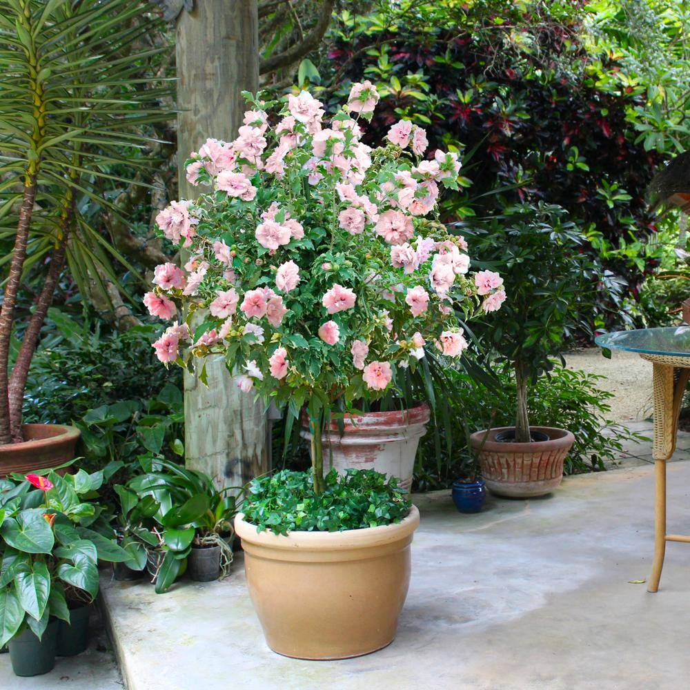 national PLANT NETWORK Hibiscus Sugar Tip Rose of Sharon Tree 1-Piece HD1540