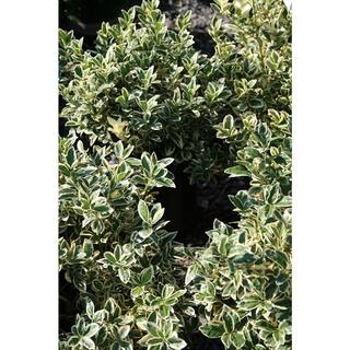 Online Orchards 1 Gal. Silver King Euonymus Shrub Evergreen Leaves with Silvery White Edges SBEU003