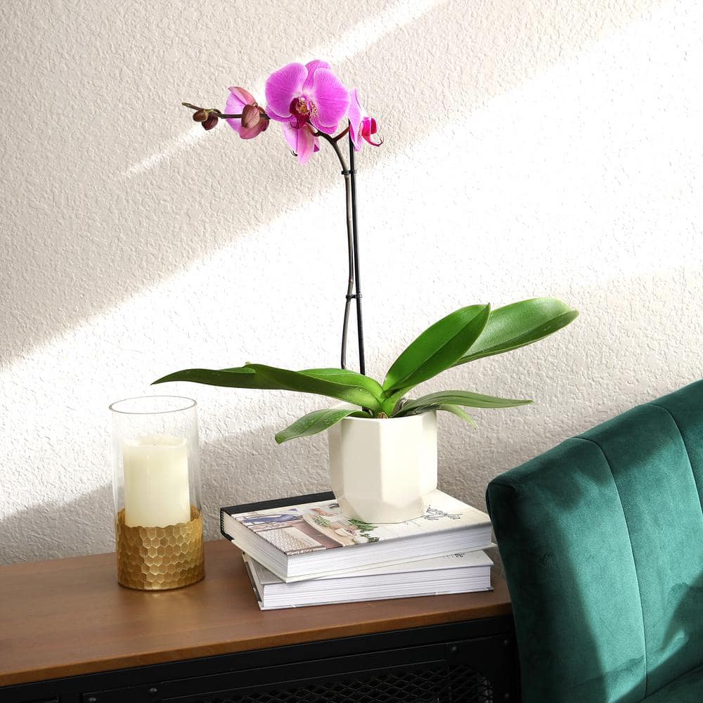 ALTMAN PLANTS Live Orchid (Phalaenopsis) with Purple Flowers in 5 in. White Ceramic Pot for Live Houseplants 0873011