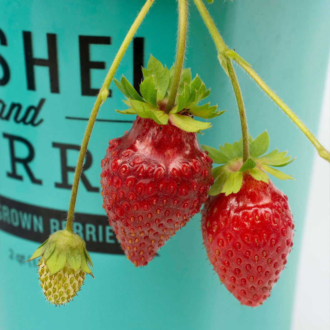 Bushel and Berry® Scarlett Belle™ Strawberry