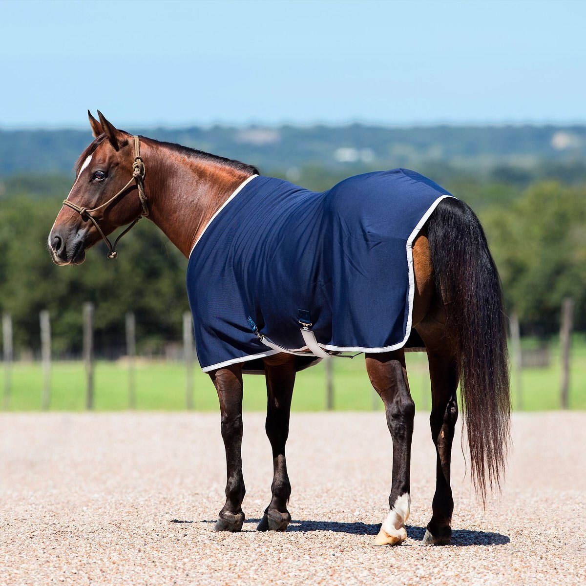 AMIGO Jersey Horse Cooler， Navy/Silver