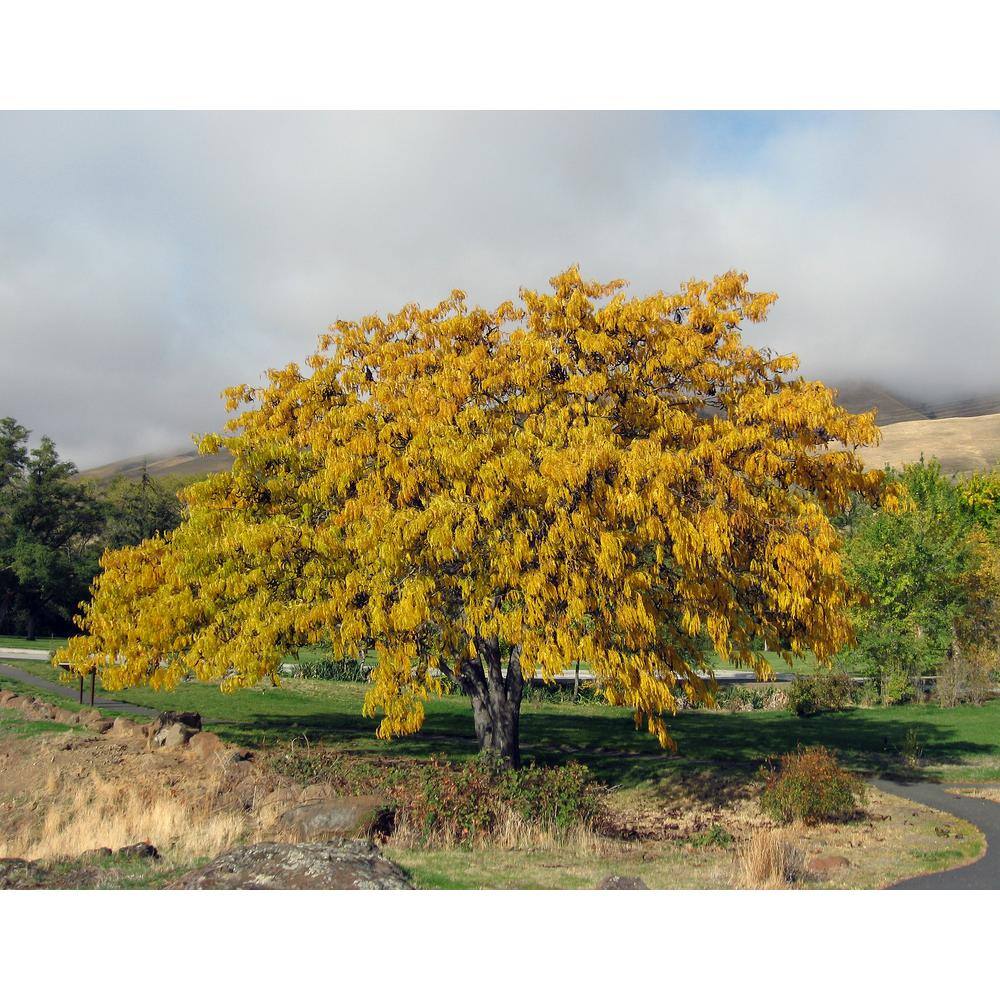 Online Orchards Honeylocust Tree Bare Root SHHL002