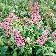 Potter'S Purple Butterfly Bush