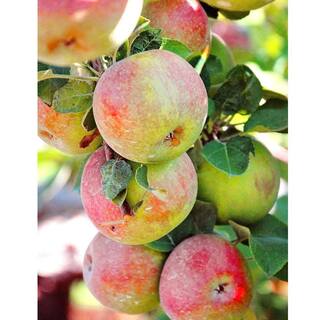 7 Gal. Semi-Dwarf McIntosh Apple Tree APPMCI07GD