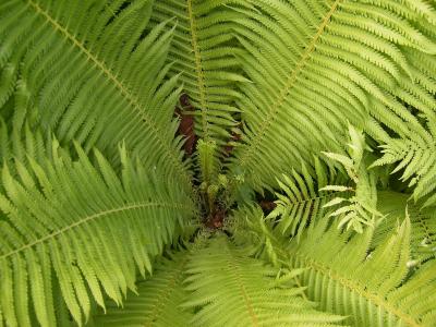 Classy Groundcovers - Matteuccia struthiopteris M. pensylvanica， M. pennsylvanica， Pteris nodulosa， S. filicastrum， S. pensylvanica， Osmunda struthiopteris {10 Bare Root Plants}