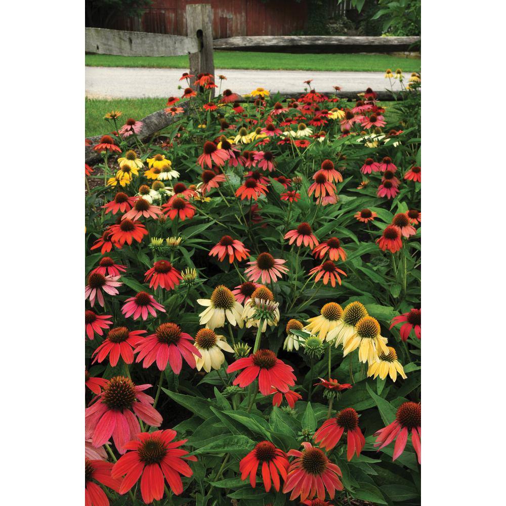 BELL NURSERY 3 Gal. Cheyenne Spirit Echinacea Live Perennial Plant (1-Pack) CNFLW3CHE1PK