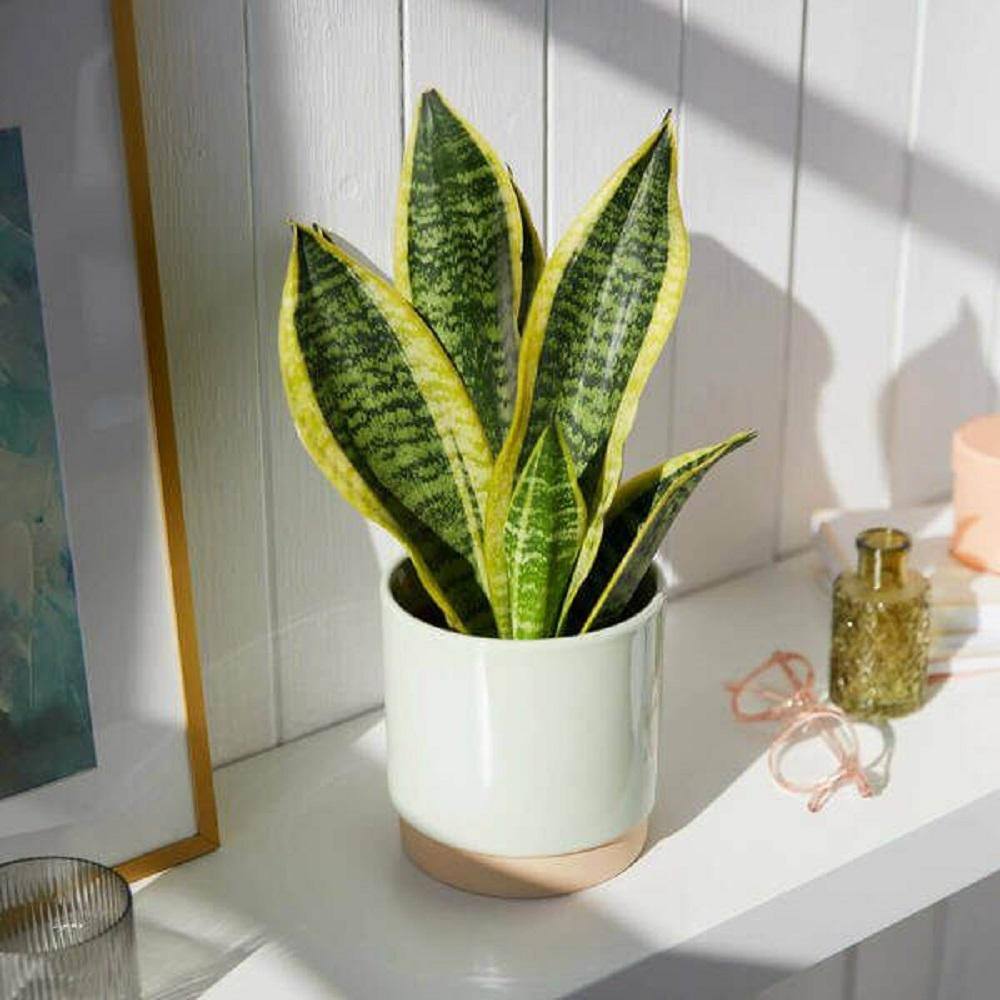 BELL NURSERY 2 Gal. Snake Plant (Sansevieria) Live Tropical Indoor House Plant in 10 in. Nursery Pot SANSE10VAR1PK