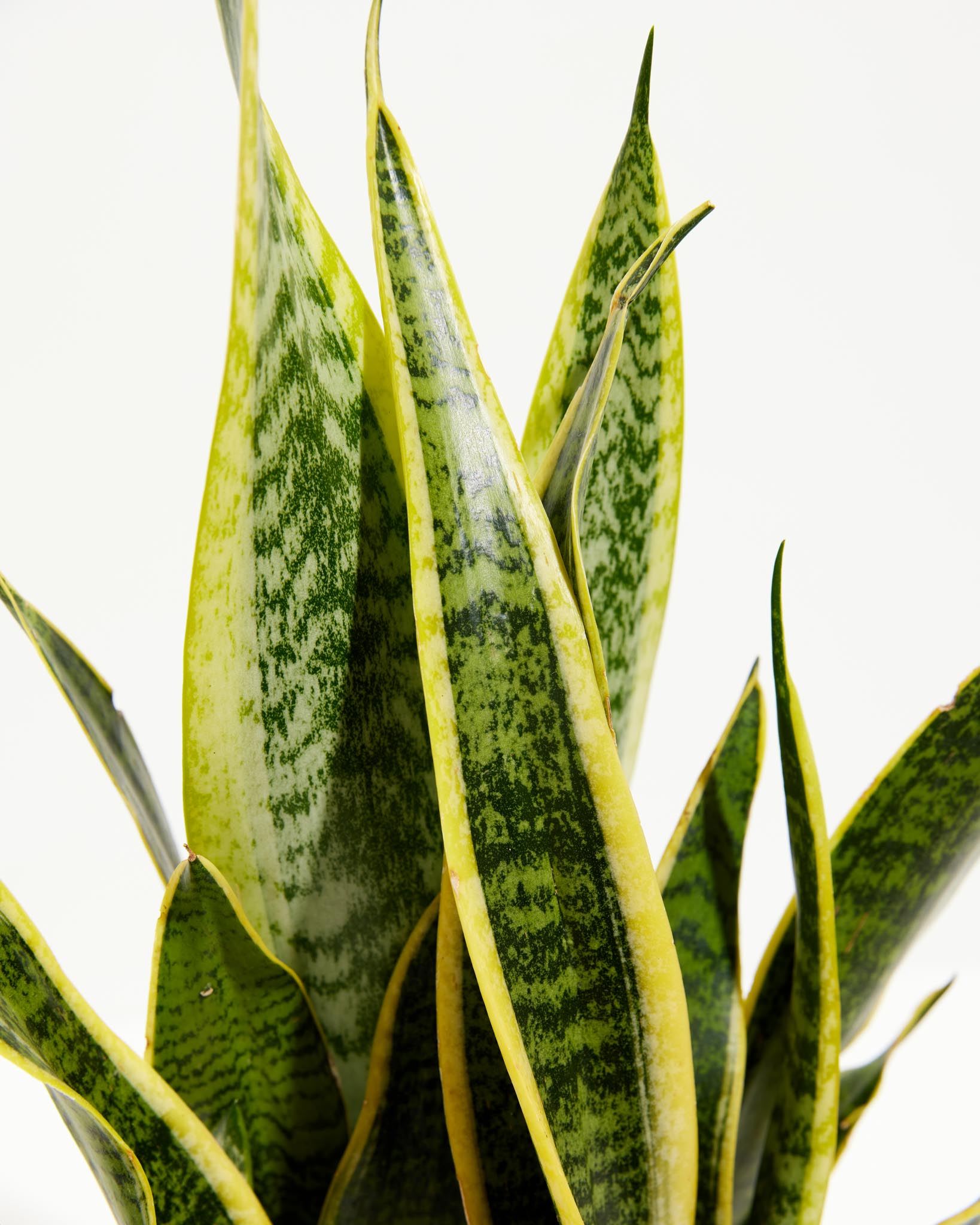 Variegated Laurentii Snake Plant