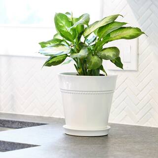 Vigoro 7.9 in. Ravanaey Small Glossy White Ceramic Planter (7.9 in. D x 7.9 in. H) With Drainage Hole and attached saucer CRM-081586