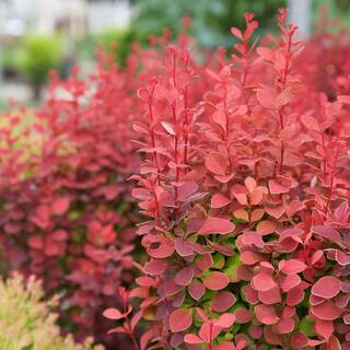 Southern Living 2 Gal. Orange Rocket Barberry Shrub 14372