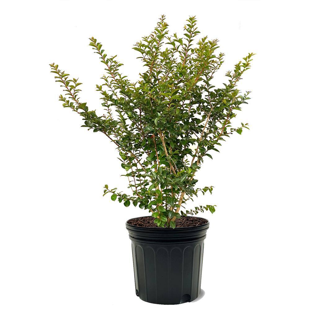 Tonto Crape Myrtle Green Leaf Pink Flowering Ornamental Tree CRMTON07G