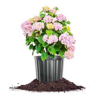 Penny Mac Hydrangea Bush in 3 Gal. Grower's Pot Color Changing Reblooming Flower Clusters THD00033