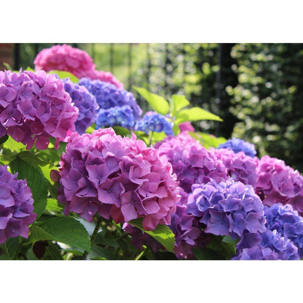 BELL NURSERY 3 Gal. L.A. Dreamin Hydrangea (macrophylla) Live Multi-Colored Flowering Shrub with Pink Blue and Lavender Flowers HYDGA3LAD1PK