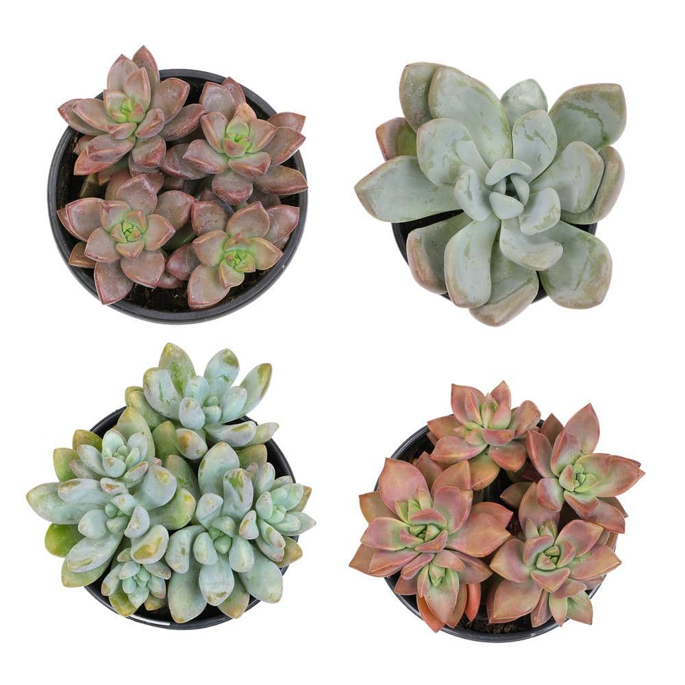 SMART PLANET 1 qt. Graptosedum Assorted Succulents (4-Pack) 0872635