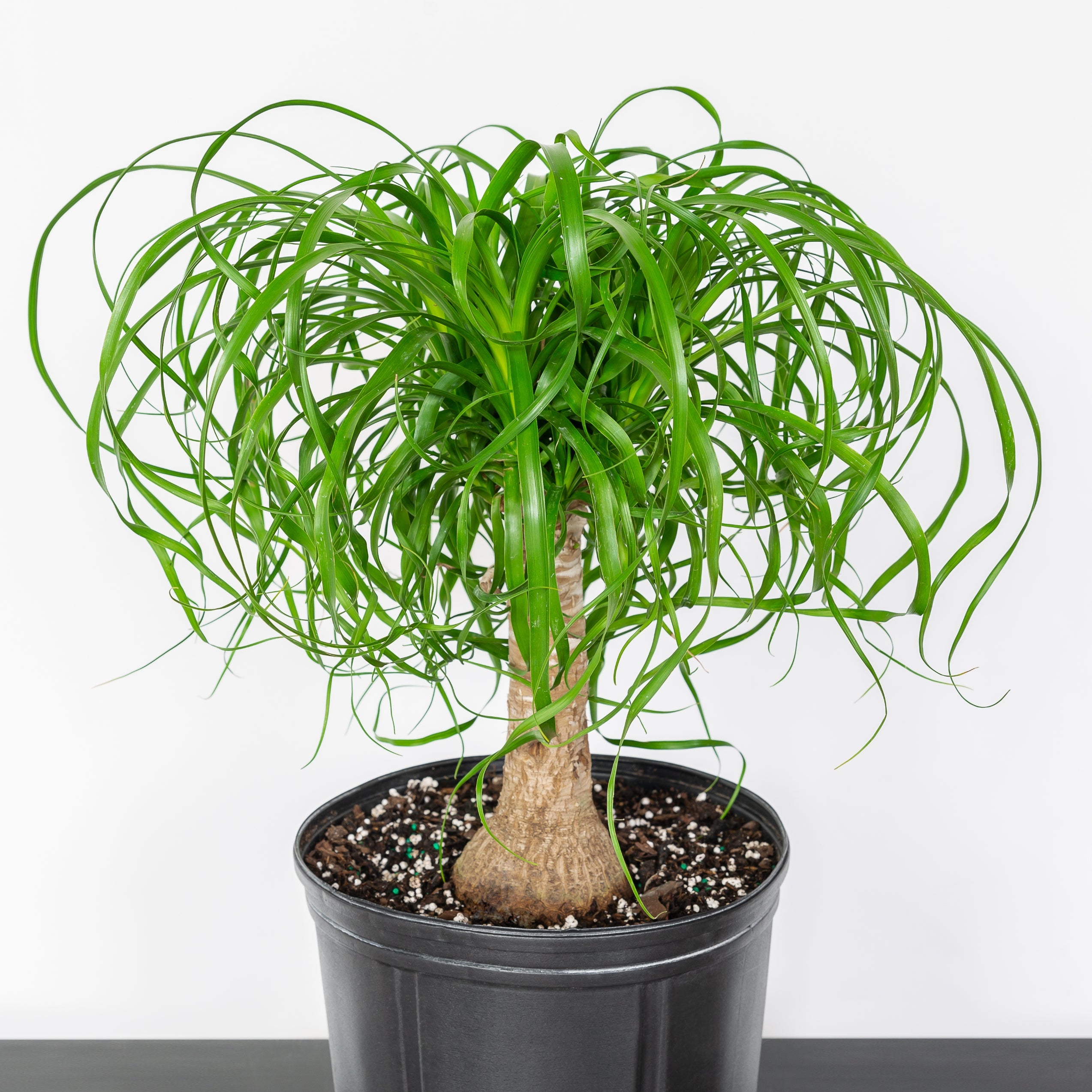 10 In. Ponytail Palm Houseplant