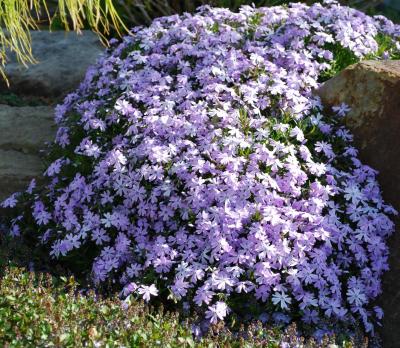 Classy Groundcovers - Phlox subulata 'Blue Emerald'  {25 Pots - 3 1/2 inch Square}