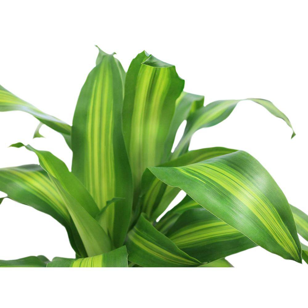 Costa Farms Mass Cane Indoor Plant in 8.78 in. Grower Pot Avg. Shipping Height 2-3 ft. Tall 10MC2