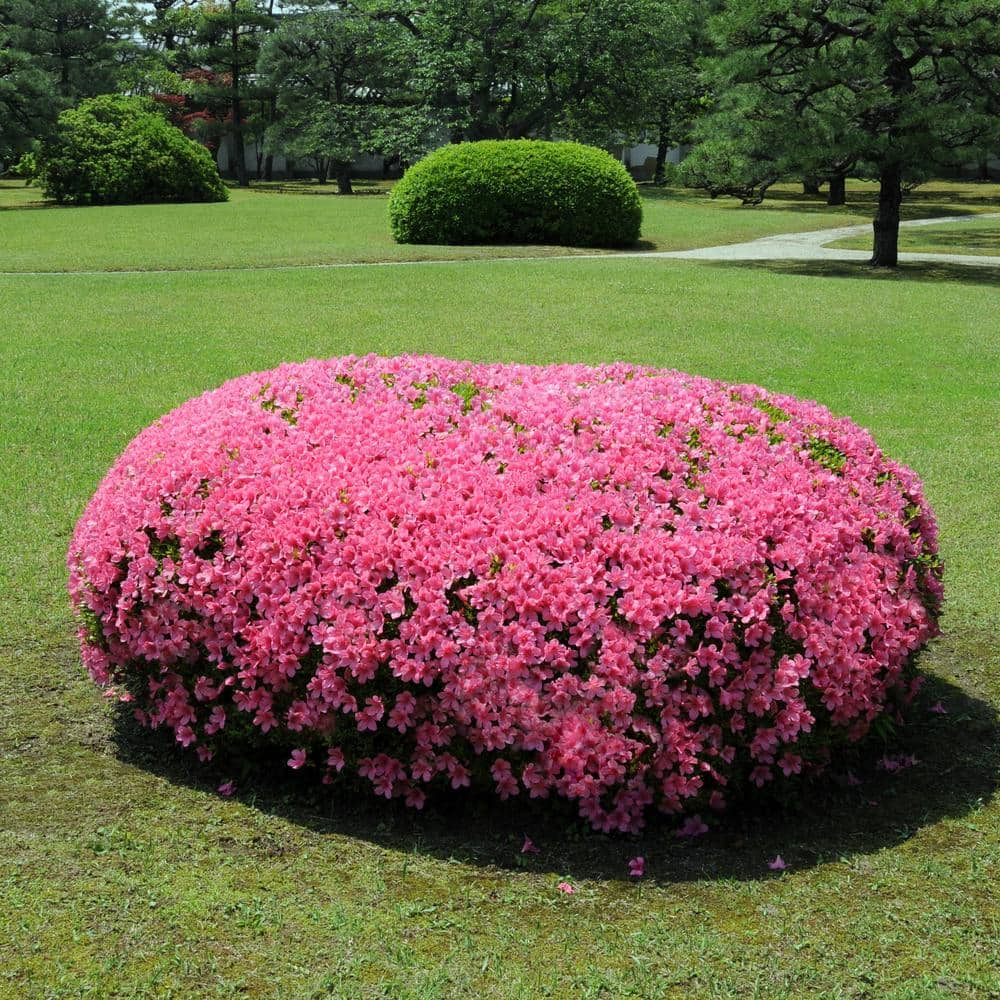 national PLANT NETWORK 2.25 Gal. Azalea Chinzan Flowering Shrub with Pink Blooms HD7027