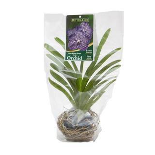 Better-Gro 4 in. Orchid Blue Vanda Package Plant Plastic Basket 20328