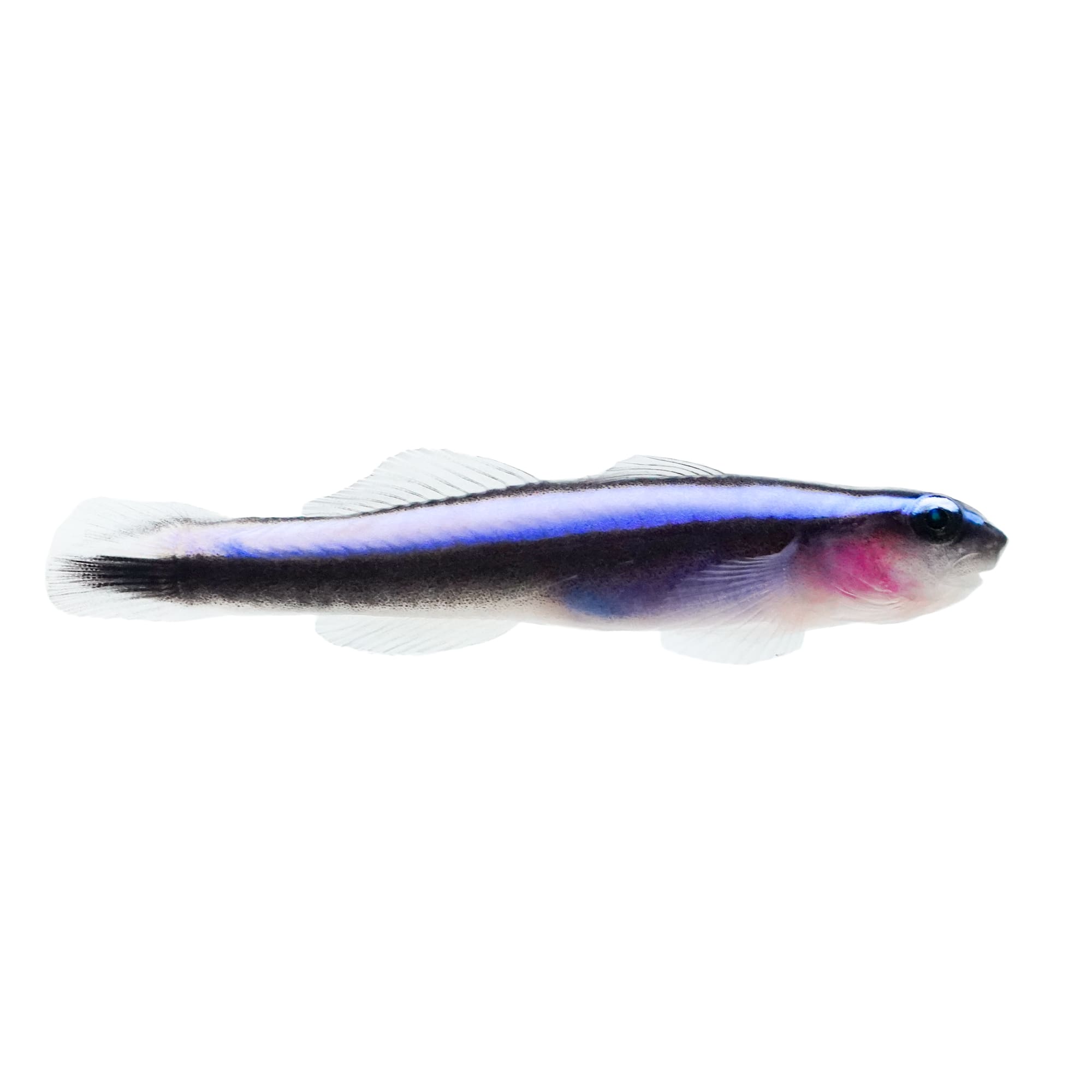 Aquacultured Neon Blue Cleaner Goby (Elacatinus oceanops)