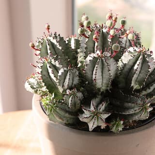 ALTMAN PLANTS Altman Reserve 6 in. Nova Milk Barrel Succulent (Euphorbia Horrida) in Cement Pot 0872978