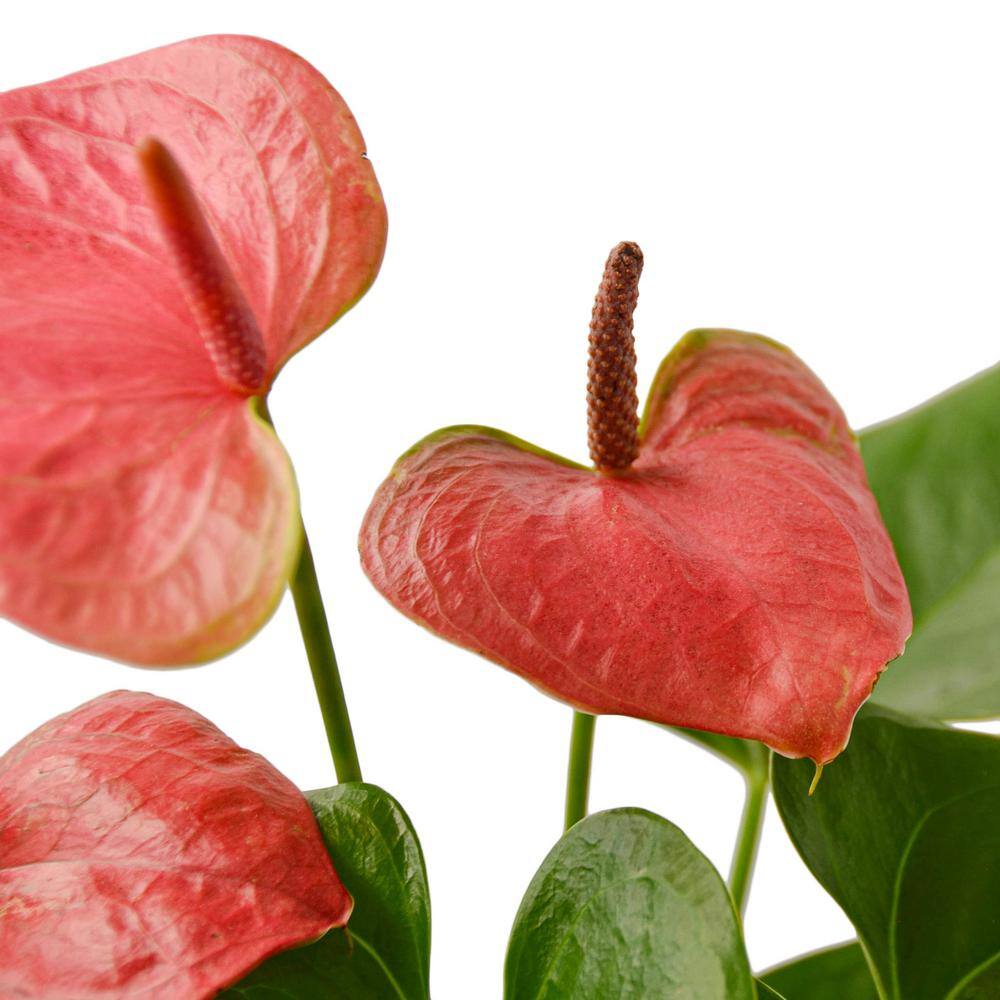 Pink (Anthurium) Plant in 4 in. Grower Pot 4_ANTHURIUM_PINK