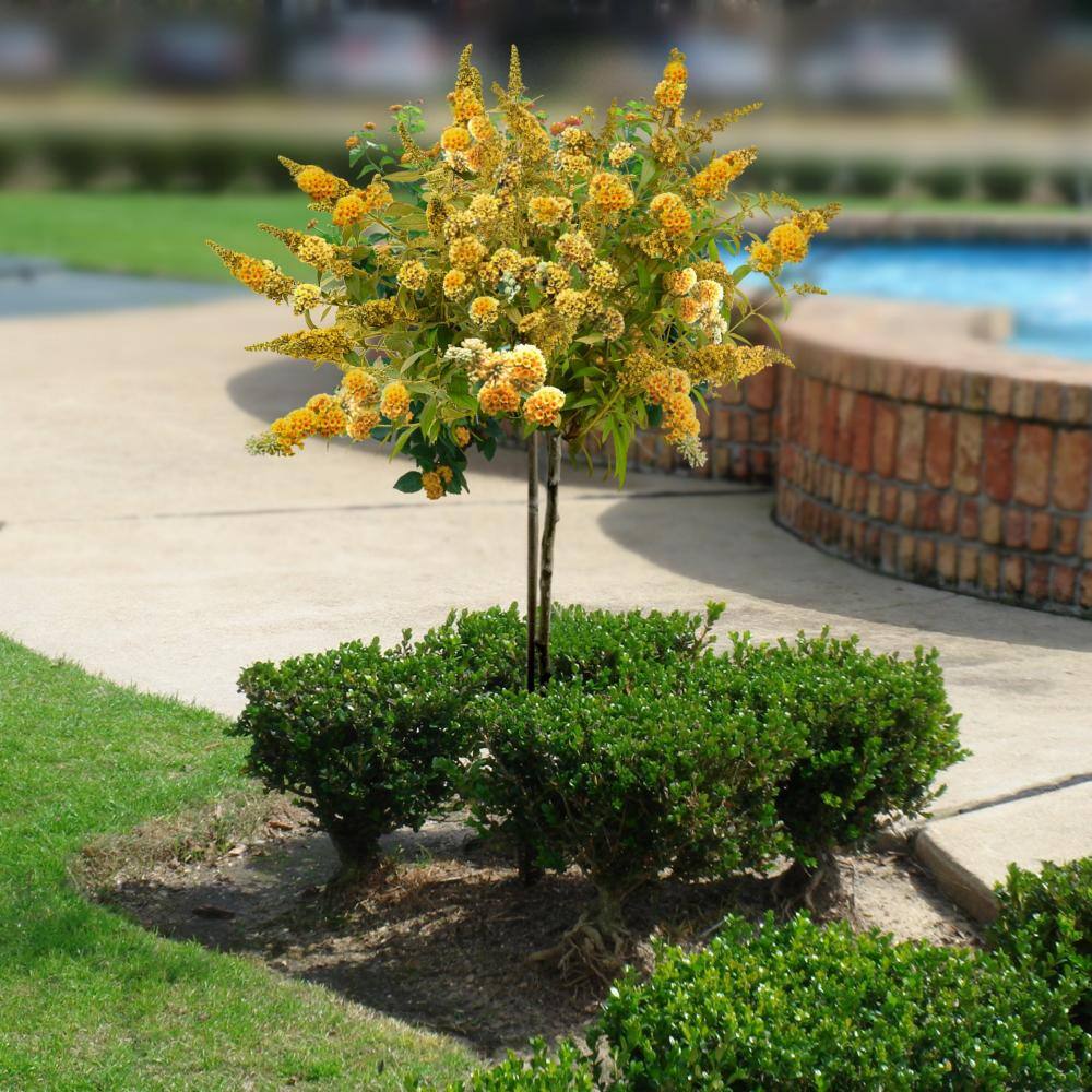 national PLANT NETWORK 2.5 qt. Buddleia Honeycomb Flowering Shrub with Yellow Flowers HD1094